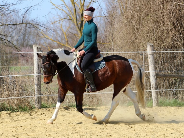 Pozostałe rasy Mix Klacz 3 lat 150 cm Srokata in Pér