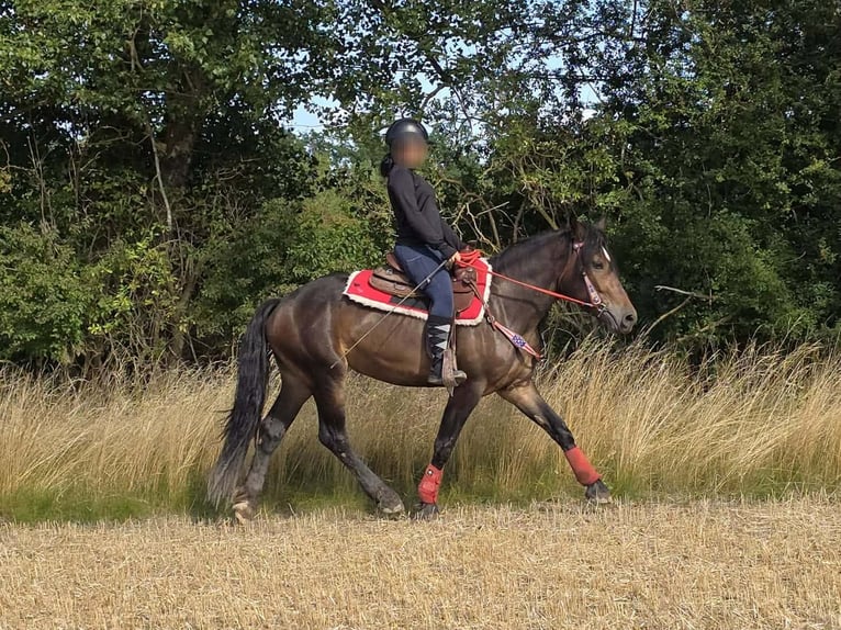 Pozostałe rasy Klacz 3 lat 152 cm Gniada in Linkenbach