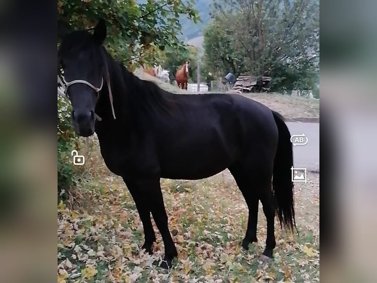 Pozostałe rasy Mix Klacz 3 lat 152 cm Kara in Valsamoggia