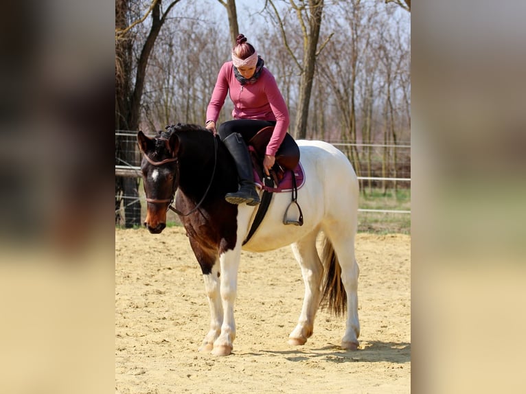 Pozostałe rasy Mix Klacz 3 lat 153 cm Srokata in Pér