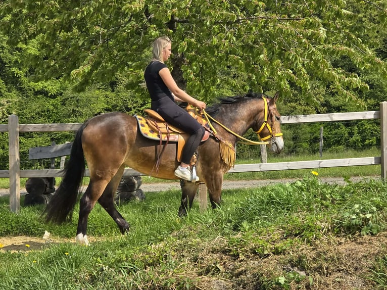 Pozostałe rasy Klacz 3 lat 158 cm Gniada in Linkenbach