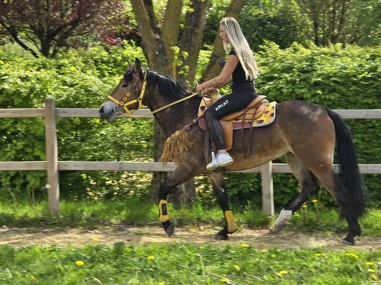 Pozostałe rasy Klacz 3 lat 158 cm Gniada in Linkenbach