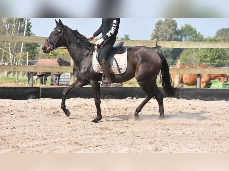 Pozostałe rasy Klacz 3 lat 162 cm Ciemnogniada in Achtmaal