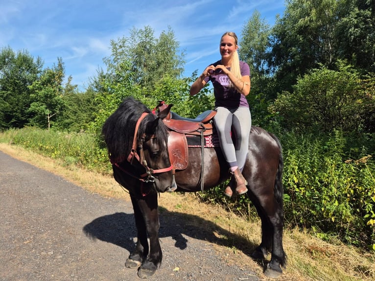 Pozostałe rasy Klacz 3 lat 163 cm Kara in Linkenbach