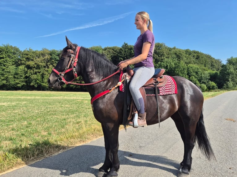 Pozostałe rasy Klacz 3 lat 163 cm Kara in Linkenbach