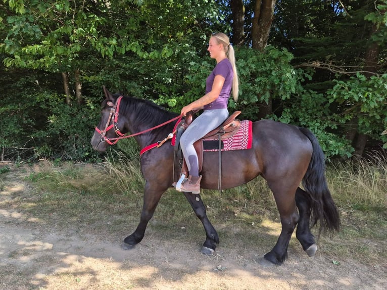 Pozostałe rasy Klacz 3 lat 163 cm Kara in Linkenbach