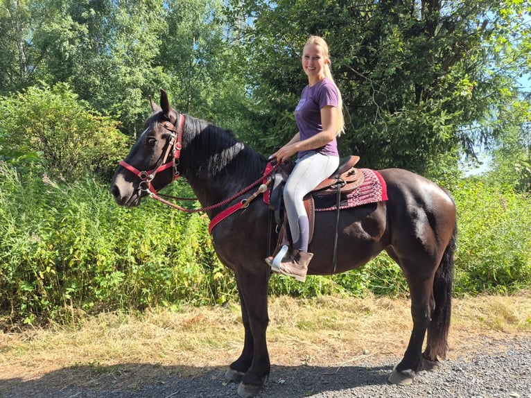 Pozostałe rasy Klacz 3 lat 163 cm Kara in Linkenbach