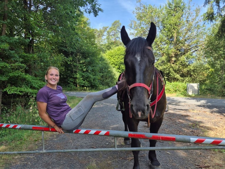 Pozostałe rasy Klacz 3 lat 163 cm Kara in Linkenbach