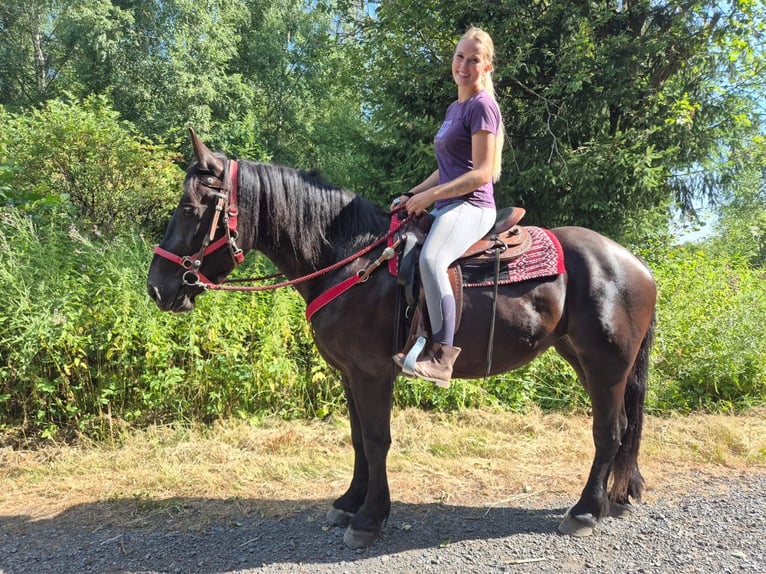 Pozostałe rasy Klacz 3 lat 163 cm Kara in Linkenbach