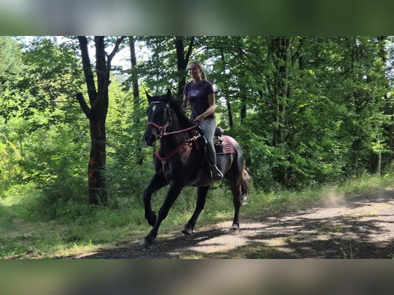 Pozostałe rasy Klacz 3 lat 163 cm Kara in Linkenbach