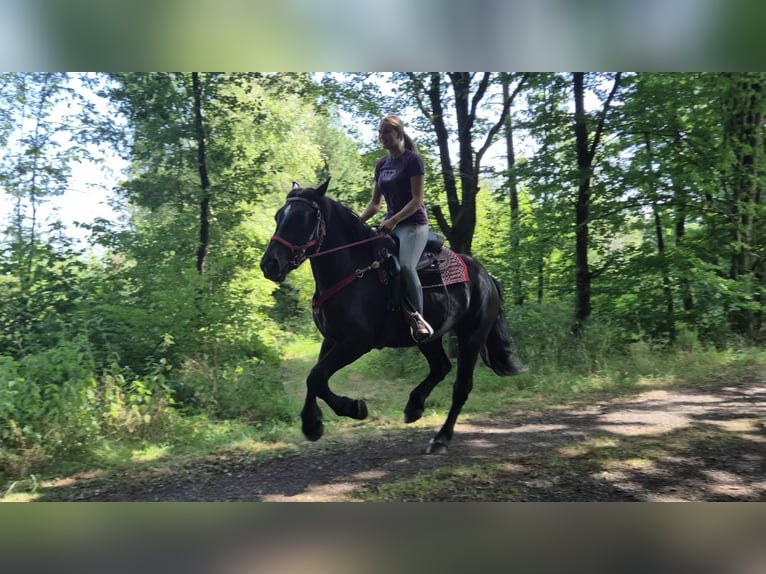 Pozostałe rasy Klacz 3 lat 163 cm Kara in Linkenbach