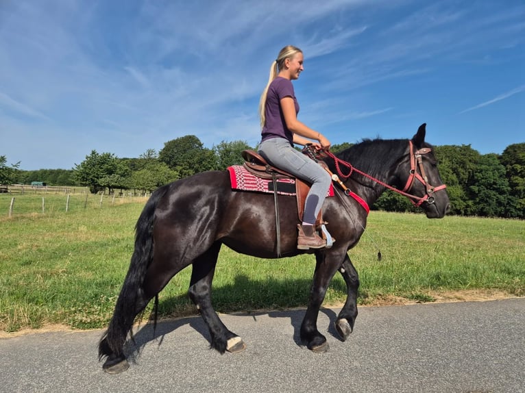 Pozostałe rasy Klacz 3 lat 163 cm Kara in Linkenbach
