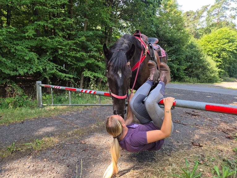 Pozostałe rasy Klacz 3 lat 163 cm Kara in Linkenbach