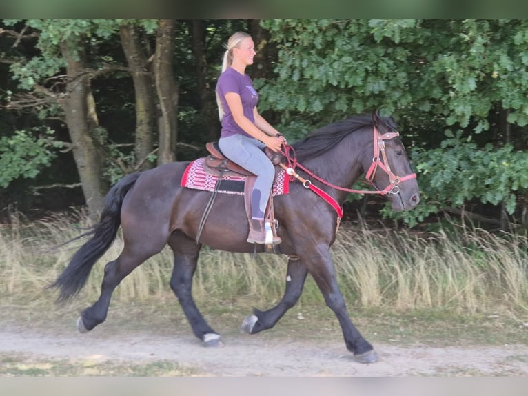 Pozostałe rasy Klacz 3 lat 163 cm Kara in Linkenbach