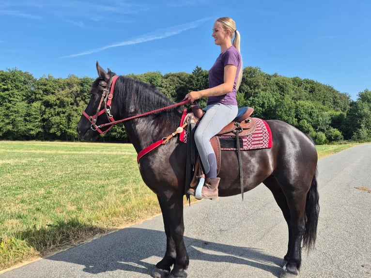 Pozostałe rasy Klacz 3 lat 163 cm Kara in Linkenbach