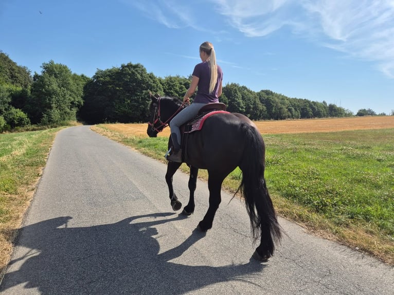Pozostałe rasy Klacz 3 lat 163 cm Kara in Linkenbach