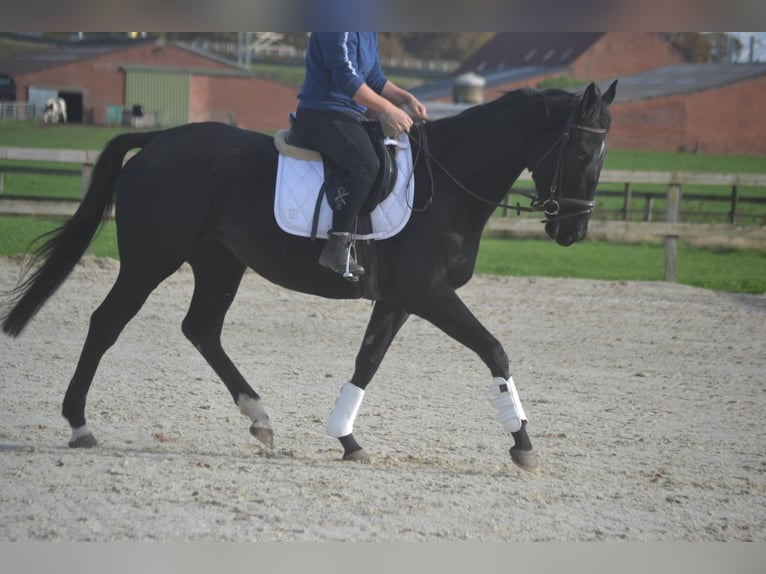 Pozostałe rasy Klacz 3 lat 165 cm Kara in Breda