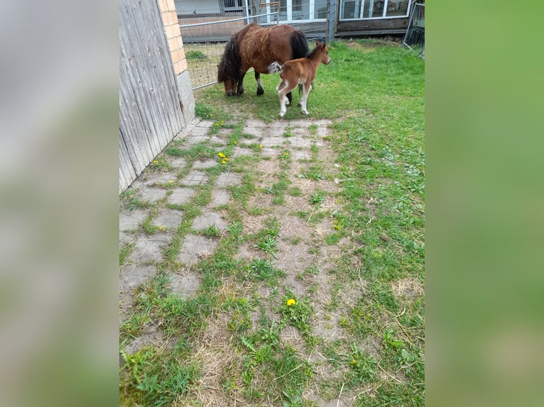 Pozostałe rasy Mix Klacz 4 lat 105 cm Kara in Bad Saulgau