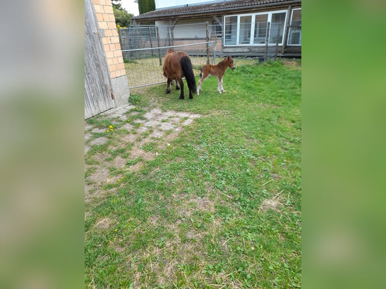 Pozostałe rasy Mix Klacz 4 lat 105 cm Kara in Bad Saulgau