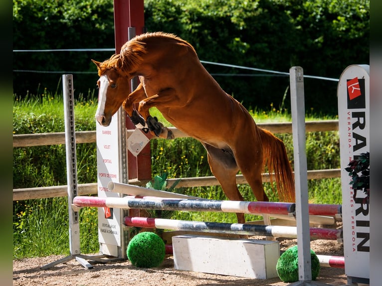 Pozostałe rasy Klacz 4 lat 143 cm Kasztanowata in Saône et Loire