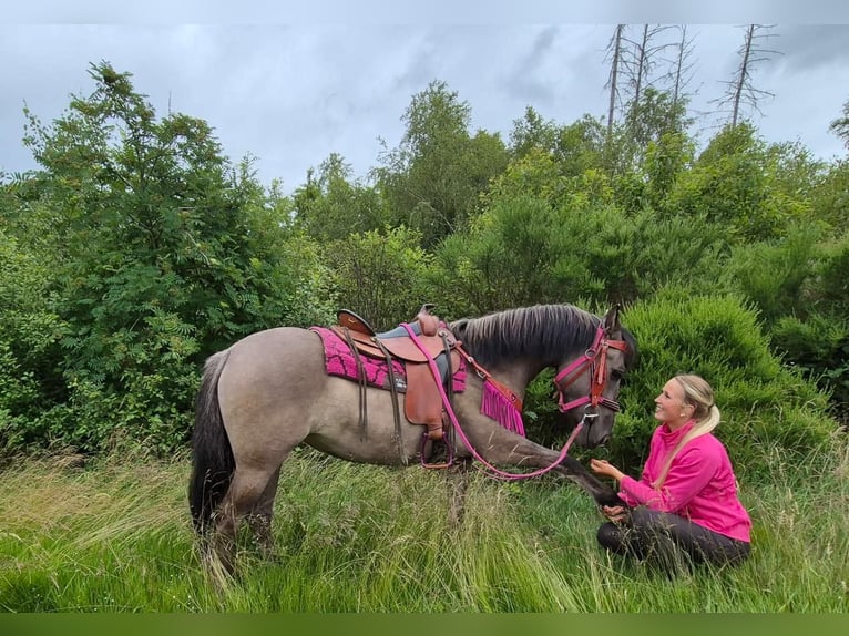 Pozostałe rasy Klacz 4 lat 145 cm Grullo in Linkenbach