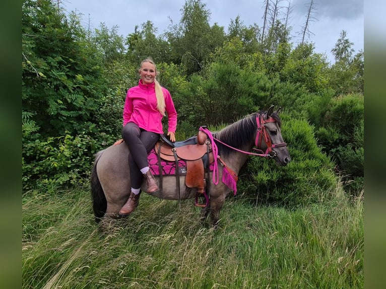 Pozostałe rasy Klacz 4 lat 145 cm Grullo in Linkenbach