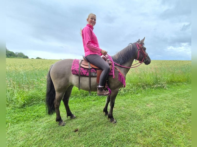 Pozostałe rasy Klacz 4 lat 145 cm Grullo in Linkenbach
