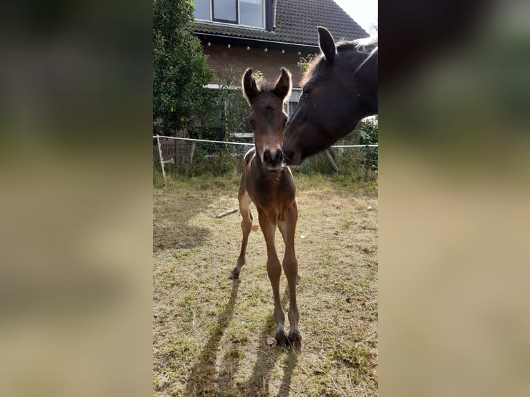 Pozostałe rasy Klacz 4 lat 145 cm Skarogniada in Heesch