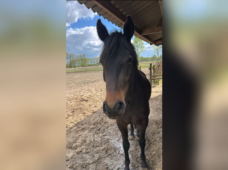 Pozostałe rasy Klacz 4 lat 145 cm Skarogniada in Heesch