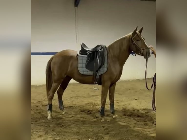 Pozostałe rasy Mix Klacz 4 lat 148 cm Ciemnokasztanowata in Silveiras
