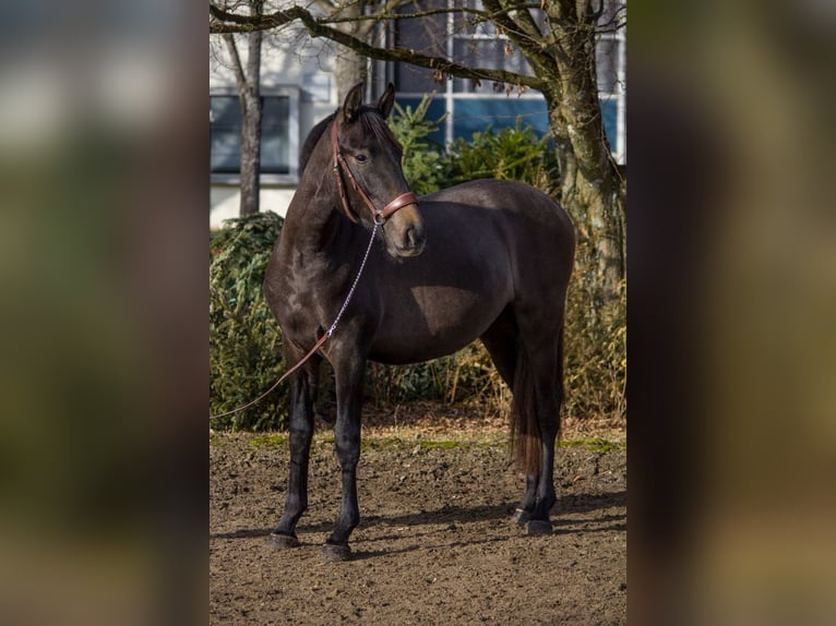 Pozostałe rasy Klacz 4 lat 150 cm Może być siwy in Schorndorf