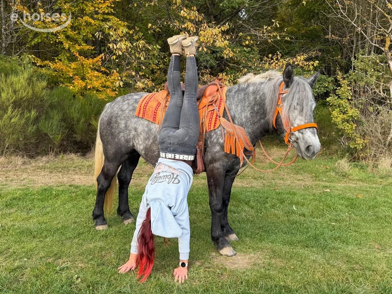 Pozostałe rasy Klacz 4 lat 150 cm Stalowosiwy in Linkenbach