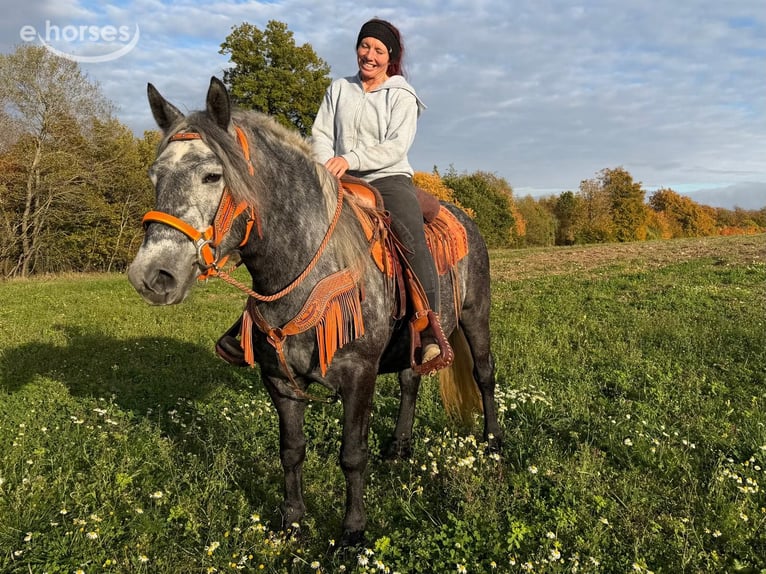 Pozostałe rasy Klacz 4 lat 150 cm Stalowosiwy in Linkenbach
