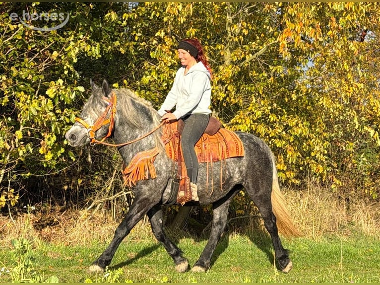 Pozostałe rasy Klacz 4 lat 150 cm Stalowosiwy in Linkenbach