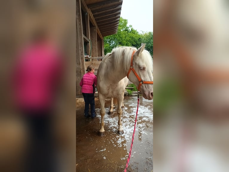 Pozostałe rasy Klacz 4 lat 153 cm Cremello in Oberschwarzach