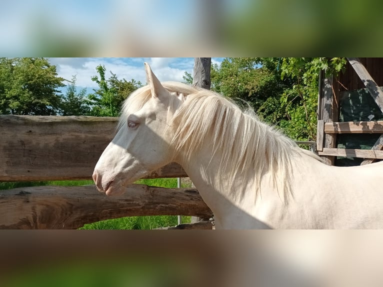 Pozostałe rasy Klacz 4 lat 153 cm Cremello in Oberschwarzach