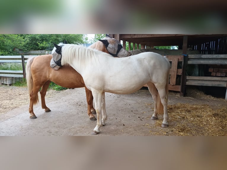 Pozostałe rasy Klacz 4 lat 153 cm Cremello in Oberschwarzach