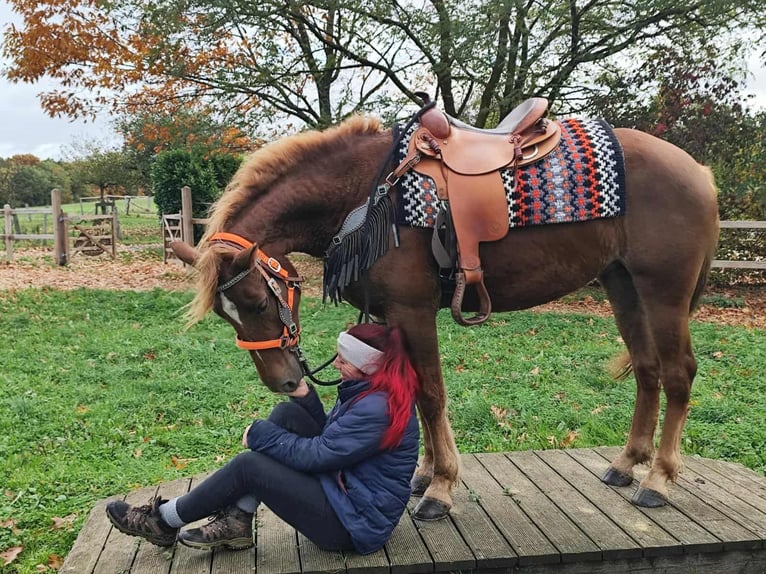 Pozostałe rasy Klacz 4 lat 153 cm Kasztanowata in Linkenbach