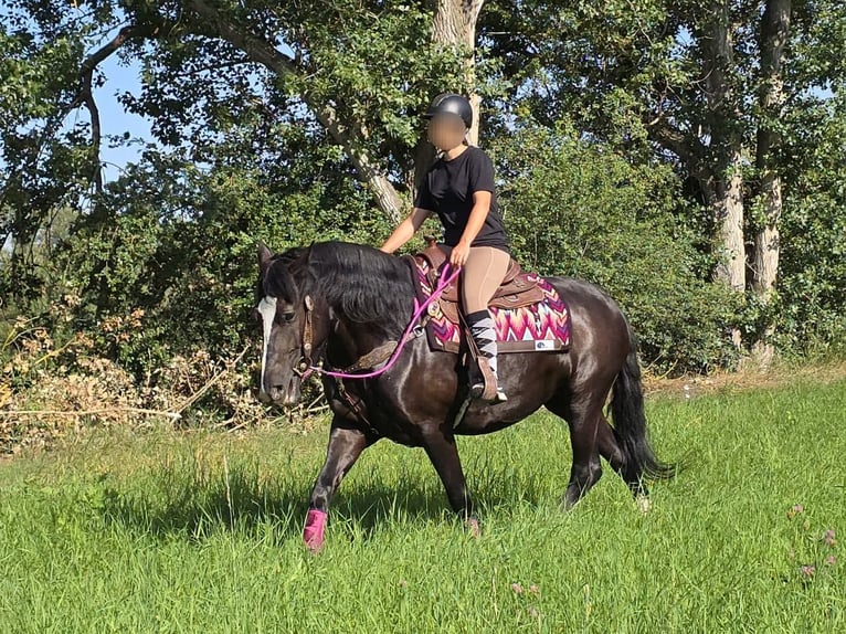 Pozostałe rasy Klacz 4 lat 154 cm Kara in Linkenbach