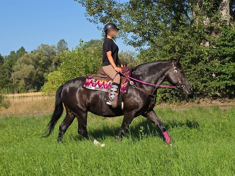 Pozostałe rasy Klacz 4 lat 154 cm Kara in Linkenbach