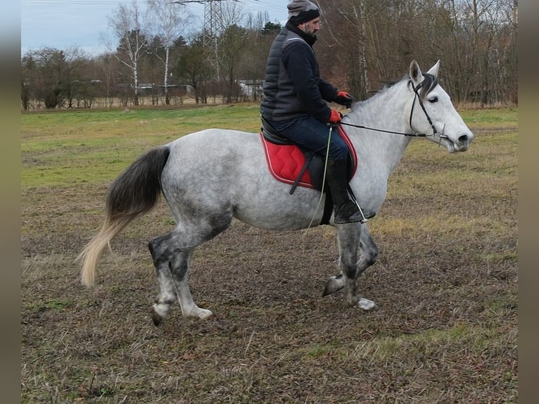 Pozostałe rasy Klacz 4 lat 154 cm Siwa jabłkowita in Ellersleben