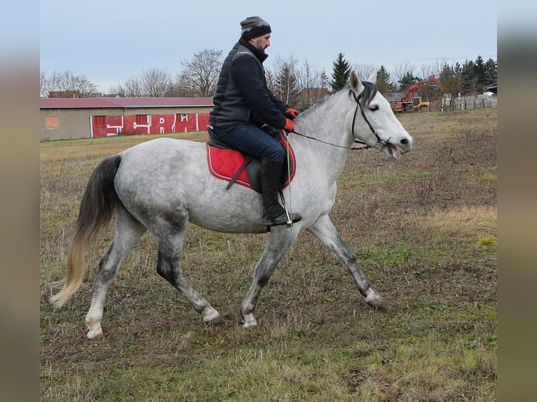 Pozostałe rasy Klacz 4 lat 154 cm Siwa jabłkowita in Ellersleben