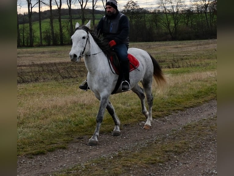 Pozostałe rasy Klacz 4 lat 154 cm Siwa jabłkowita in Ellersleben