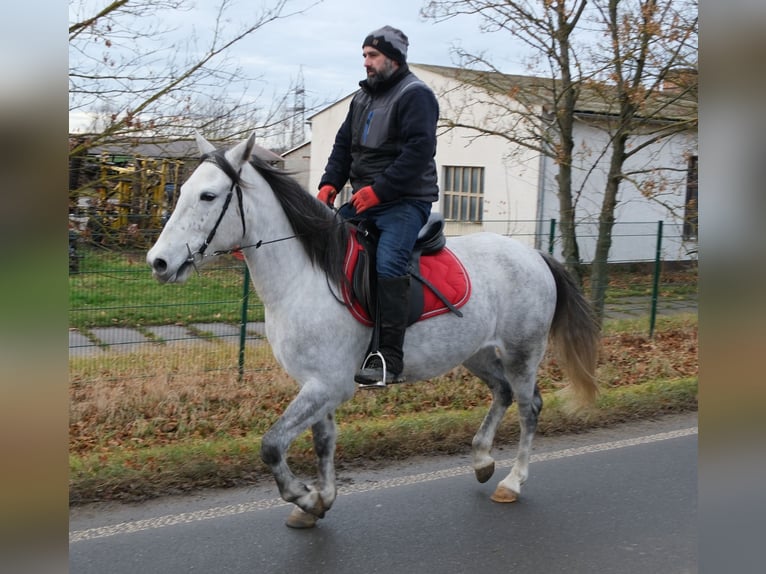 Pozostałe rasy Klacz 4 lat 154 cm Siwa jabłkowita in Ellersleben