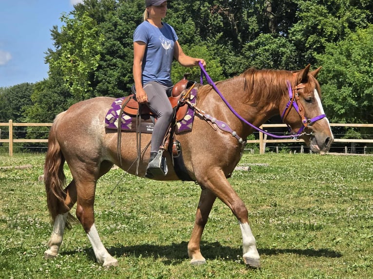 Pozostałe rasy Klacz 4 lat 155 cm Kasztanowata in Linkenbach