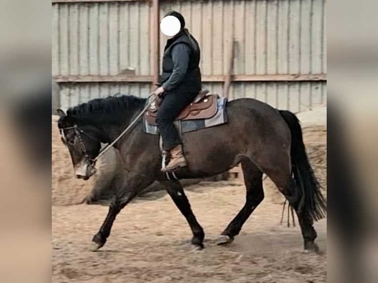 Pozostałe rasy Klacz 4 lat 156 cm Gniada in Velten