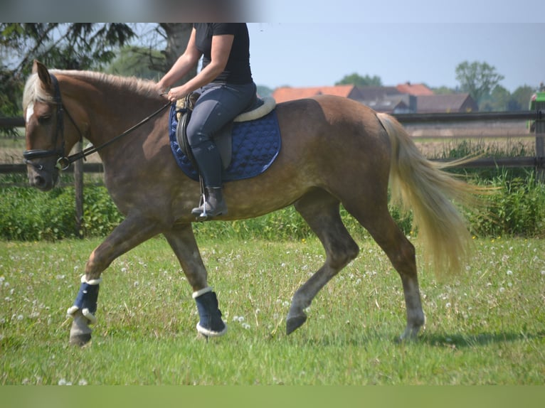 Pozostałe rasy Klacz 4 lat 157 cm Izabelowata in Breda