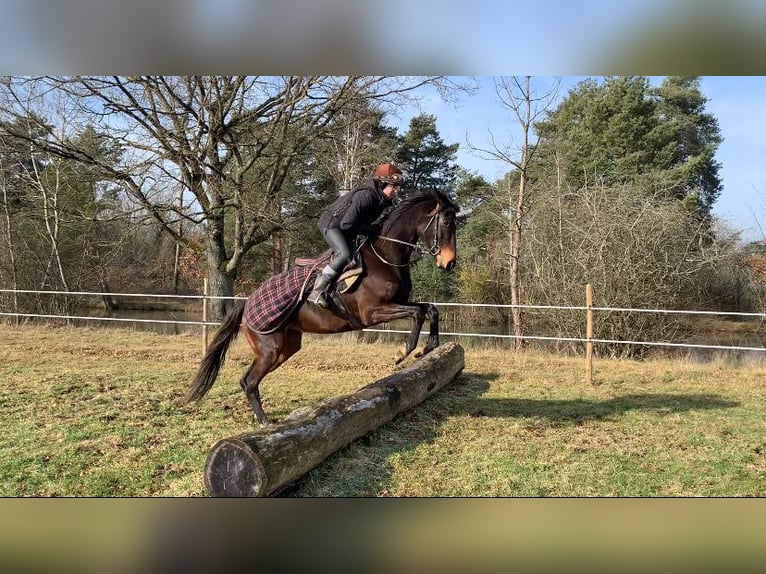 Pozostałe rasy Klacz 4 lat 160 cm Gniada in Loddes