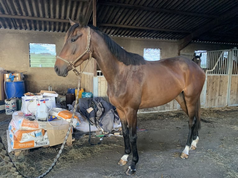 Pozostałe rasy Klacz 4 lat 160 cm Gniada in Loddes