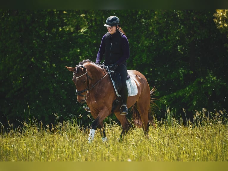 Pozostałe rasy Klacz 4 lat 160 cm Gniada in Nettersheim